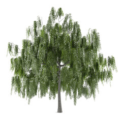 Tree isolated. Salix alba