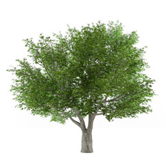 Tree isolated. Salix fragilis