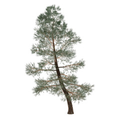 Tree pine isolated. exotic Pinus
