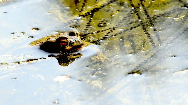 Laichschnur mit Frosch oder Kr&ouml;te