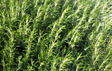 green rosemary leaves in the garden of the restaurant