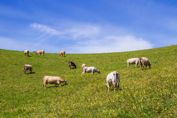 Naklejka na ściany i meble Herd of cows at summer green field in sicily