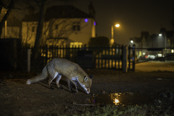 Urban Fox - Vulpes vulpes