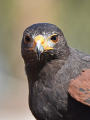 Harris hawk (Parabuteo unicinctus)