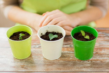 close up of sprouts in pots and gardener or woman