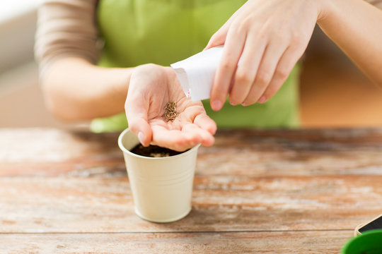 close up of woman sowing seeds to soil in pot