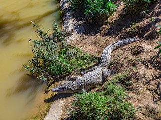 water bodies on the Crocodile Farm in Dalat.