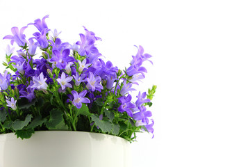 Potted Campanula Portenschlagiana isolated on white background
