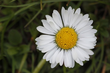 daisy