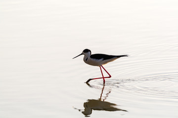 Obraz premium Himantopus himantopus