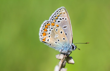 Obraz na płótnie Canvas Butterfly on a wild flower. Summer nature background.