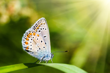 Fototapeta na wymiar Butterfly on a wild flower. Summer nature background.