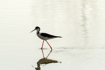 Himantopus himantopus