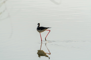 Himantopus himantopus