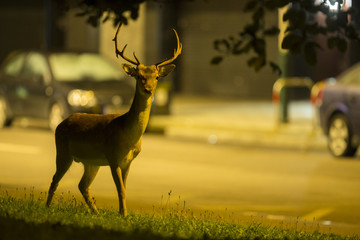 Urban deer - Dama dama