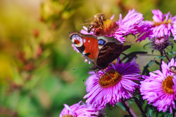 Butterfly on a wild flower. Summer nature background.