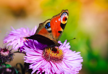 Butterfly on a wild flower. Summer nature background.