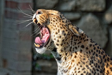Obraz premium Leopardo che sbadiglia