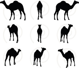 camel in Walking pose