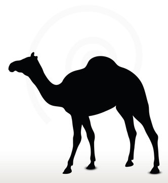 camel in Walking pose