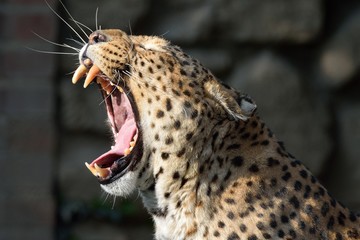 Leopardo