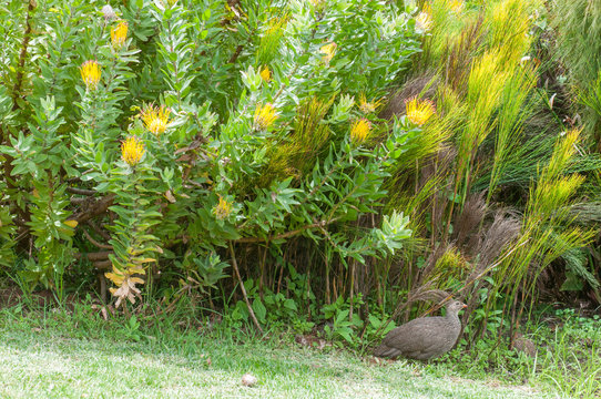Cape spurfowl or Cape francolin in Kirstenbosch