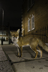 Urban fox - Vulpes vulpes