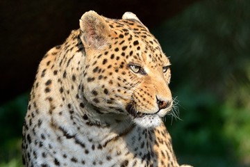 Leopardo