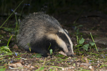 Badger - Meles meles