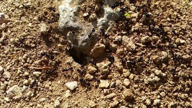 Ants working
