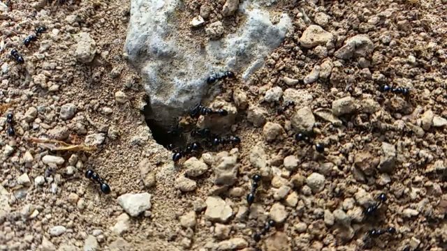 Ants working