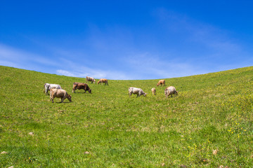 Naklejka na ściany i meble Herd of cows at summer green field in sicily
