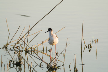 Himantopus himantopus
