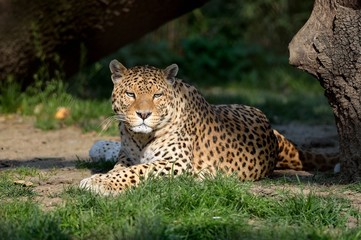 Leopardo © massimhokuto