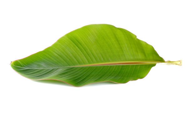 Fototapeta Young banana leaf on white background.