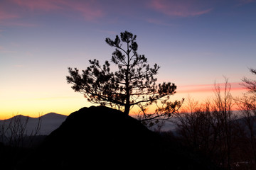 Fototapeta na wymiar pine tree on rock silhouette