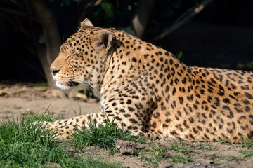 Leopardo © massimhokuto