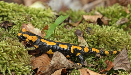 Feuersalamander im Nationalpark Kellerwald