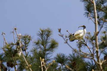 Ibis