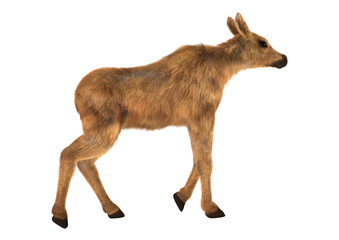 Moose Calf