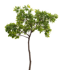 Obraz premium isolated tree