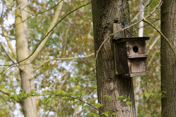 Birdhouse