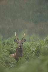 Red deer - Cervus elaphus