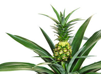 Baby pineapple