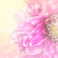 Obraz premium Beautiful pink dahlia floral background