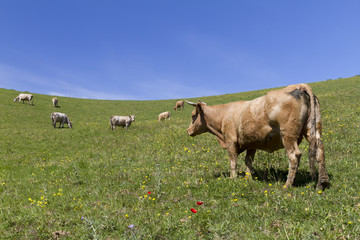 Fototapeta premium Cow profile