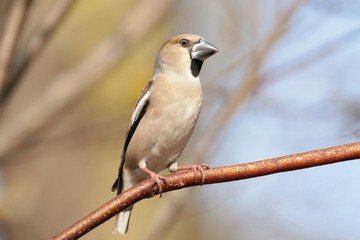 Grosbeak (Coccothraustes coccothrautes) on a twig