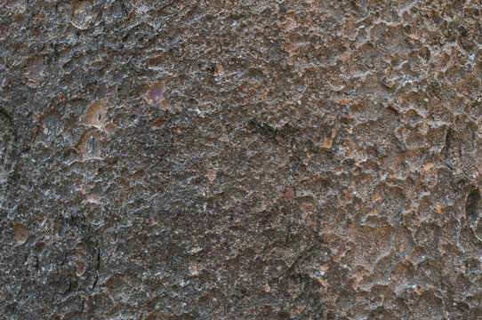 Kauri-Baum, Agathis australis