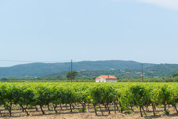 Fototapeta na wymiar Vineyard in France