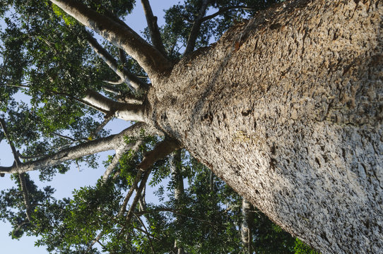Kauri-Baum, Agathis australis